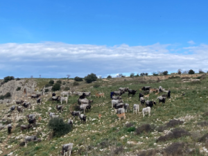 herd of animals in field rome and panta rei