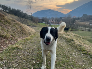 dog in hillside