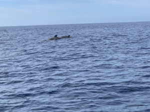2 pilot whales we saw on one of the tours, they are such beautiful creatures!