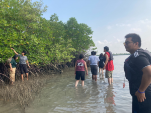 Checking for mangrove seedlings
