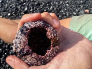 Eating sea urchins