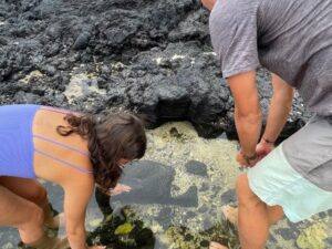 Looking for shrimp in the tide pools!