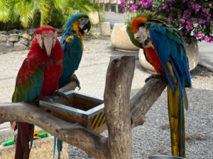 Parrots in downtown Kona Town