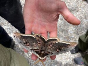 moth hand