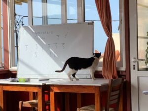 cat at white board