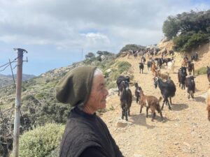 person with herd in crete