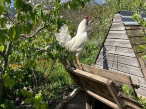 rooster coop