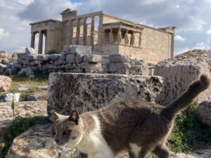 Acropolis and cat