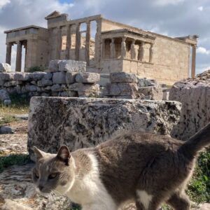 Acropolis and cat