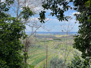 tuscan countryside between trees