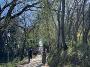 students walking between trees via francigena