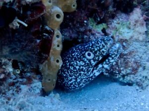 A spotted moray poking its head out of a little cave