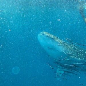 My first whale shark sighting in Koh Tao! This juvenile was just passing by as we dropped down for a morning dive!