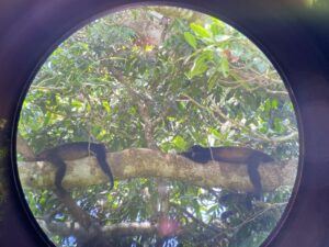 viewfinder monkeys trees rainforest