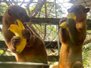 two animals eating bananas