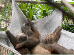 sloths sleeping in a blanket