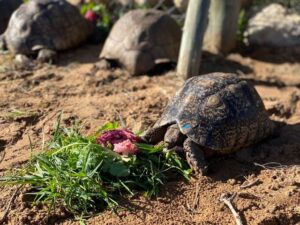 turtle tortoises