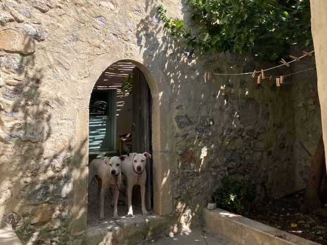 two dogs in an archway