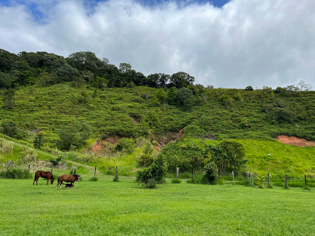 greenery rolling hills horses