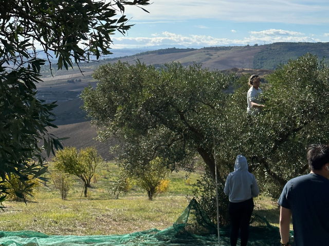 harvesting olives in matera