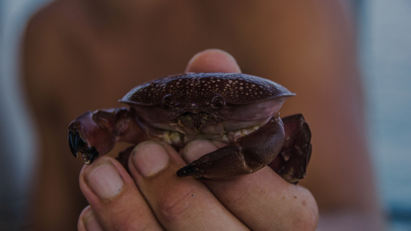 Latitudes year student holding a small crab
