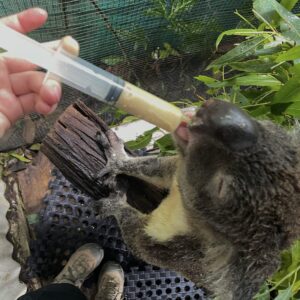 feeding time for a koala joey