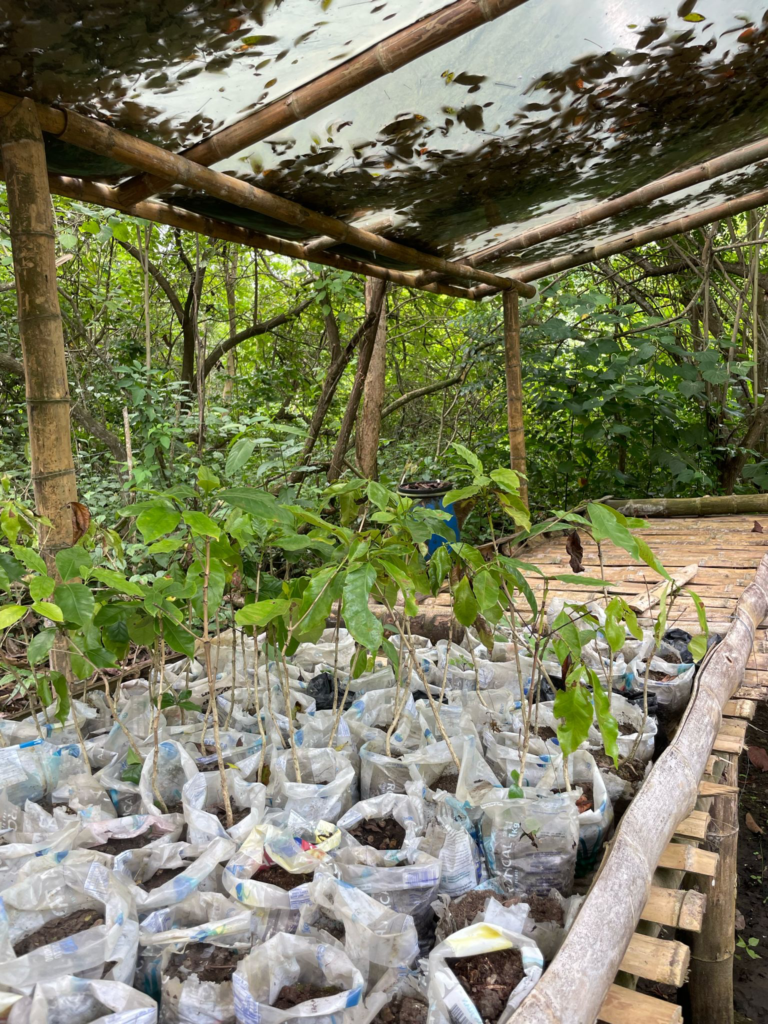 Rows of young trees in a nursery