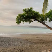 drake bay beach tree